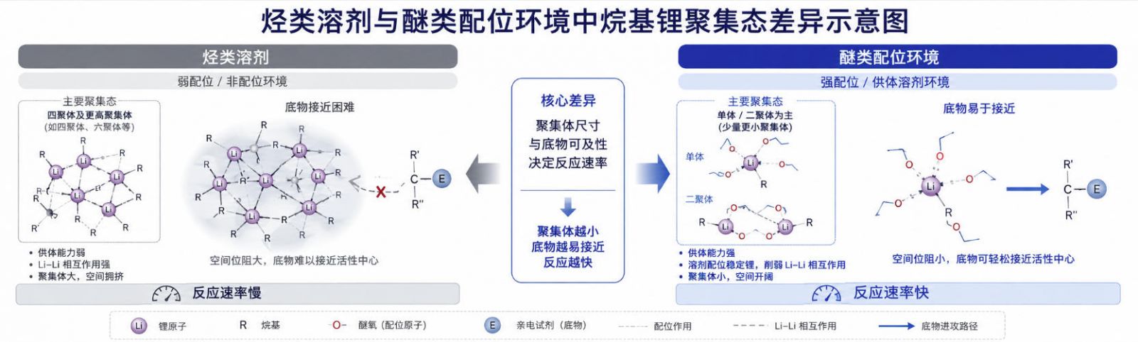 烃类溶剂与醚类配位环境中烷基锂聚集态差异示意图；展示聚集体尺寸变化如何进一步影响底物接近和反应速率。